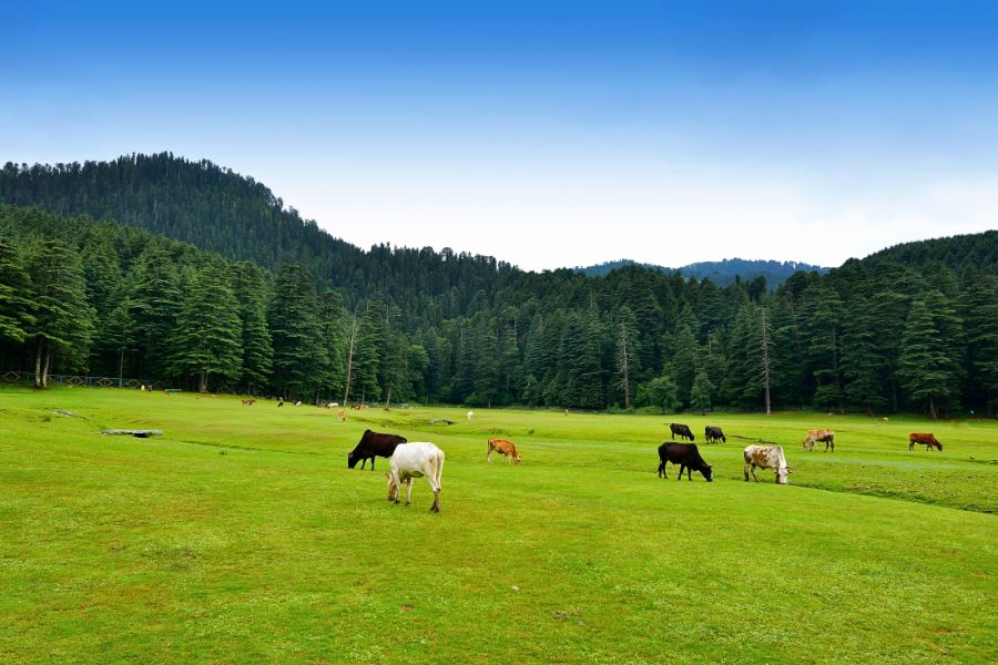 Chamba Tour, Khajjiar Tour (2)